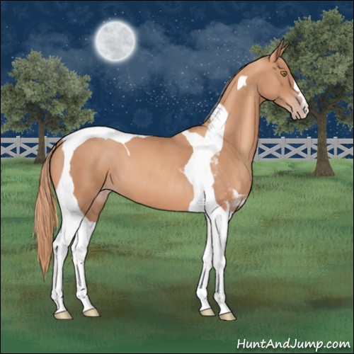 Horse Color:Gold Champagne Tobiano 