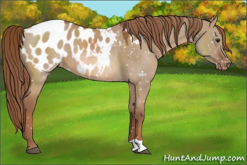 Horse Color:Red Dun Appaloosa 