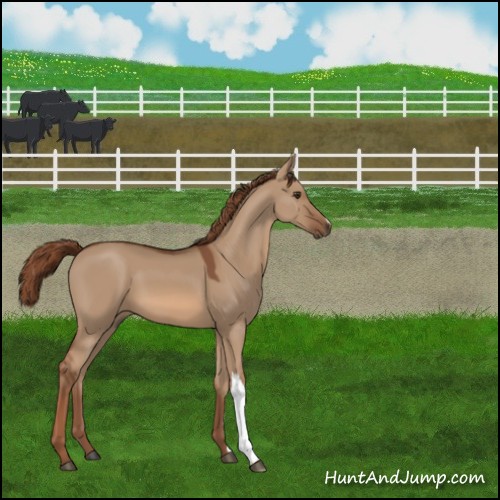 Horse Color:Red Dun 