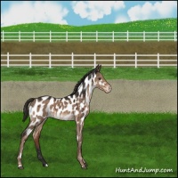 Horse Color:Liver Red Dun Appaloosa Brindle 