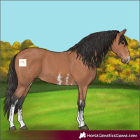 Horse Color:Bay Sabino 