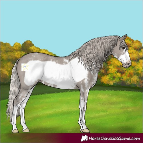 Horse Color:Silver Grullo Sabino Frame 