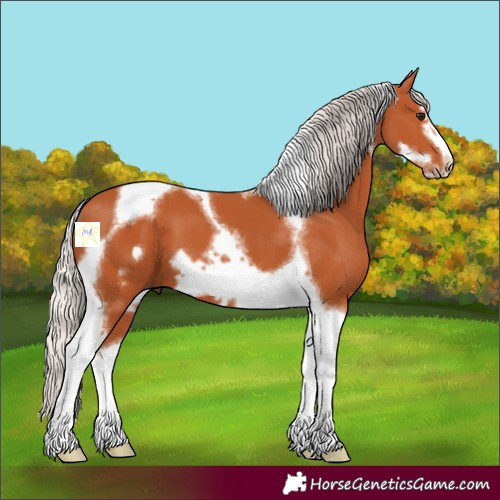 Horse Color:Silver Bay Tobiano Frame 