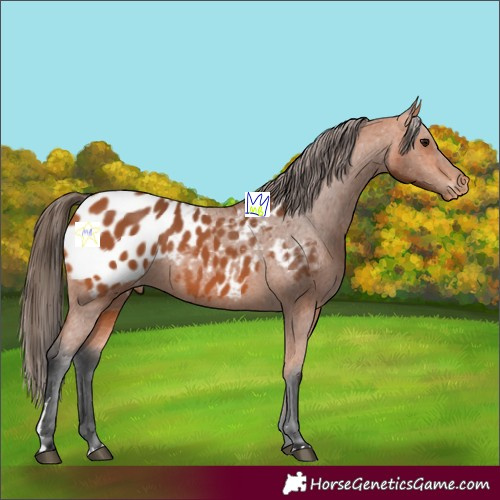 Horse Color:Bay Blanket