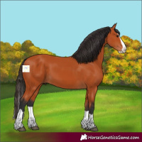 Horse Color:Bay Splash 