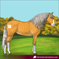 Horse Color:Silver Buckskin Splash 