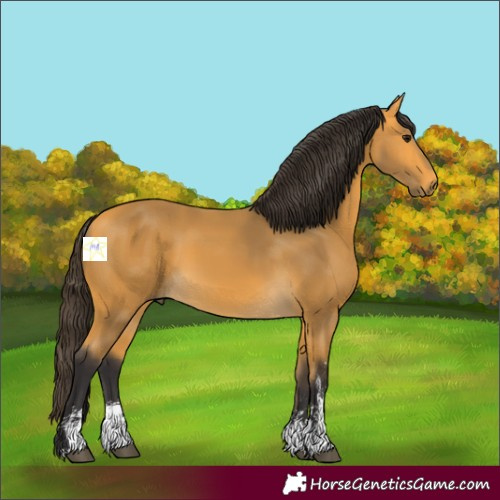 Horse Color:Buckskin Sabino 