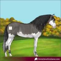 Horse Color:Grullo Splash 