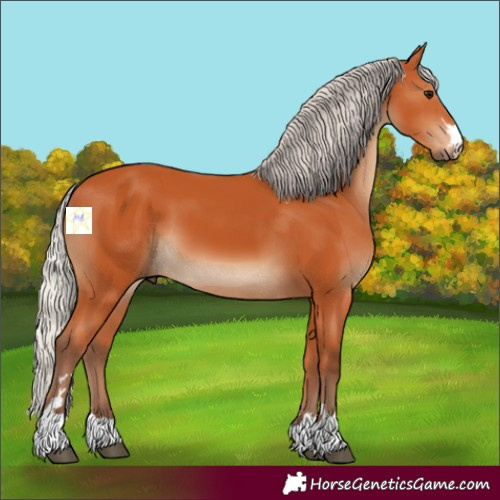 Horse Color:Silver Bay 