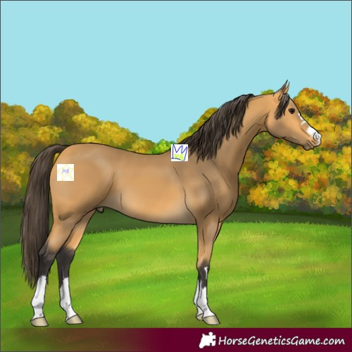 Horse Color:Buckskin 