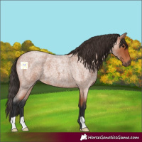 Horse Color:Bay Roan 