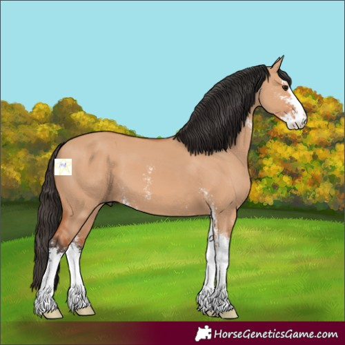 Horse Color:Bay Dun Sabino 
