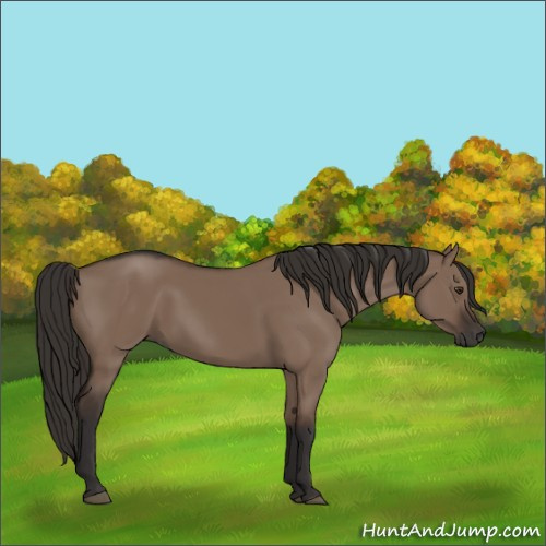 Horse Color:Liver Red Dun Rabicano 