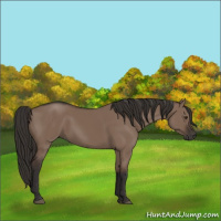 Horse Color:Liver Red Dun Rabicano 