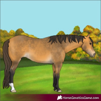 Horse Color:Buckskin