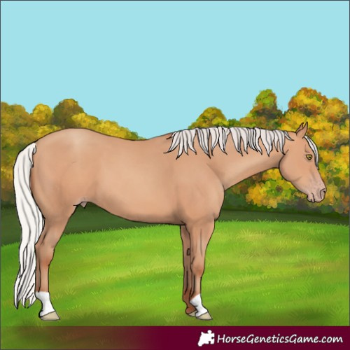 Horse Color:Silver Amber Champagne