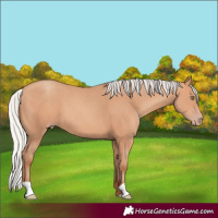 Horse Color:Silver Amber Champagne