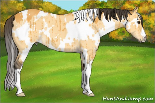 Horse Color:White Spotted Buckskin Dun Brindle 