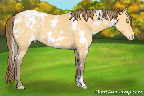 Horse Color:White Spotted Amber Cream Champagne Appaloosa 