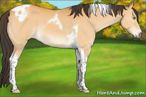 Horse Color:Buckskin Tobiano 