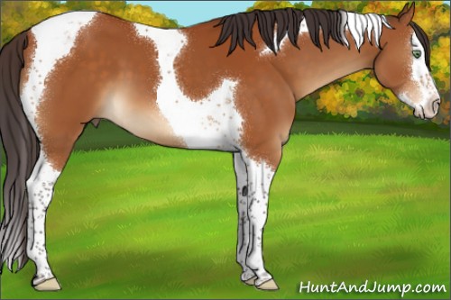 Horse Color:Buckskin Splash Tobiano 