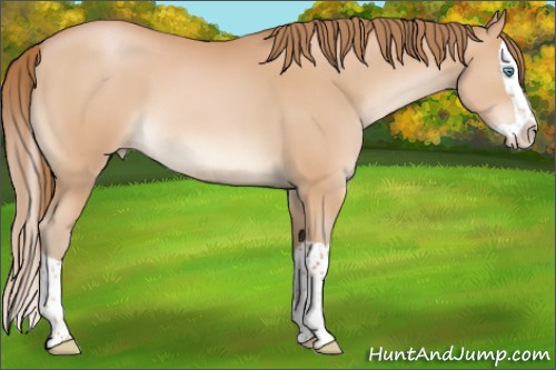 Horse Color:Bay Pearl Splash 