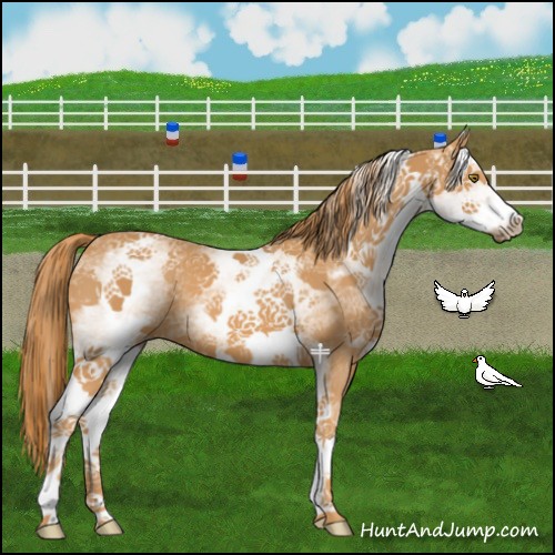 Horse Color:White Spotted Chestnut 