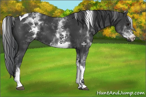 Horse Color:White Spotted Black Tobiano 