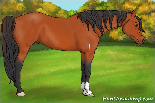 Horse Color:Bay 