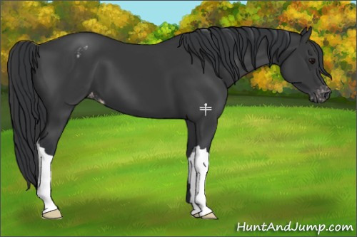 Horse Color:Black Appaloosa 