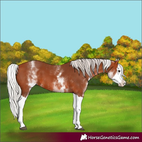 Horse Color:White Spotted Silver Bay Splash 