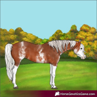 Horse Color:White Spotted Silver Bay Splash 