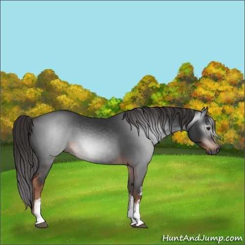Horse Color:Gray White Spotted Liver Chestnut