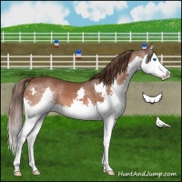 Horse Color:Liver Chestnut Sabino Splash 