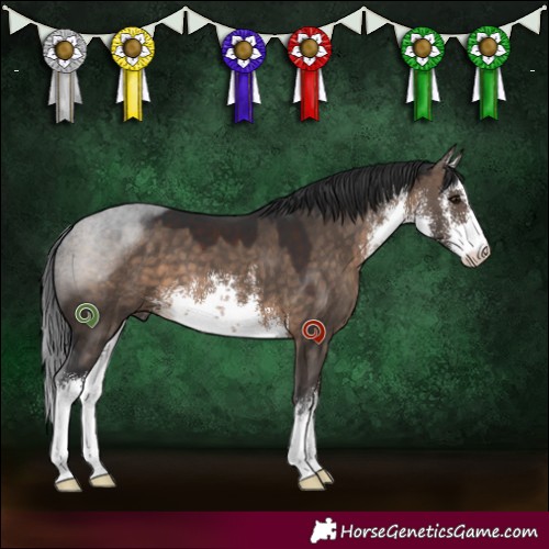 Horse Color:White Spotted Brown Dun 