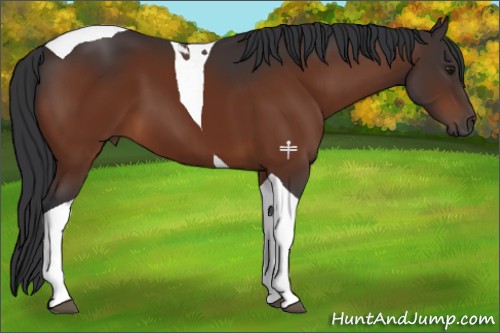 Horse Color:Brown Tobiano 