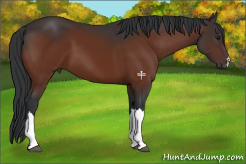 Horse Color:Brown 