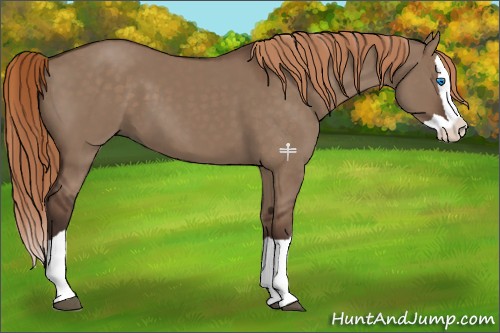 Horse Color:Liver Red Dun Splash 