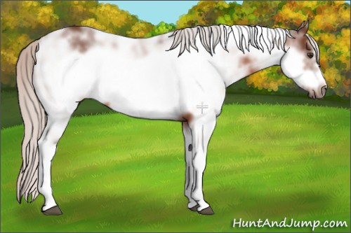 Horse Color:Silver Brown Sabino Frame 