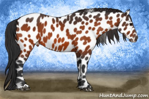 Horse Color:Bay Leopard