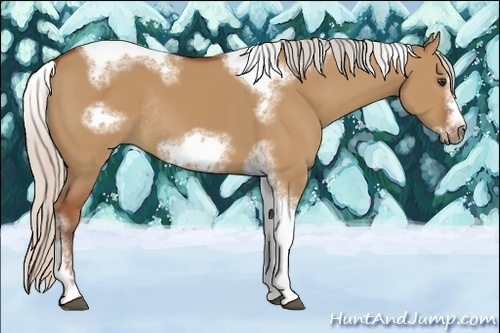 Horse Color:Silver Bay Dun Sabino Tobiano Frame Rabicano 