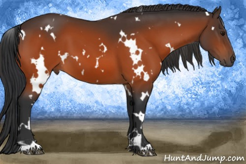 Horse Color:White Spotted Bay