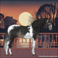 Horse Color:Gray Black Tobiano Frame