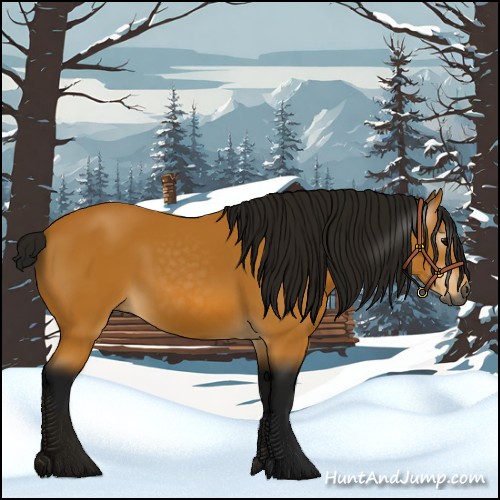 Horse Color:Gray Buckskin 