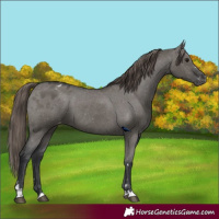 Horse Color:Grullo Blanket