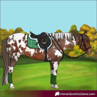 Horse Color:White Spotted Liver Chestnut Appaloosa 