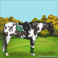 Horse Color:White Spotted Smoky Black Appaloosa 