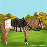 Horse Color:Bay Pearl Sabino Appaloosa 