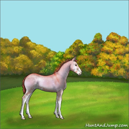 Horse Color:Watercolor Red Dun Onyx Sabino 