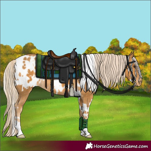 Horse Color:White Spotted Palomino Appaloosa 